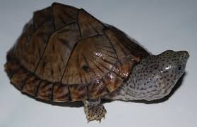 King betta fish vs razorback musk turtle. Razorback Musk Turtle Musk Turtle Turtle Turtle Tank