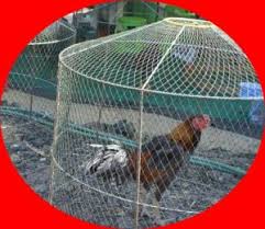 Membuat Kandang Ayam Umbaran Untuk Ayam Bangkok