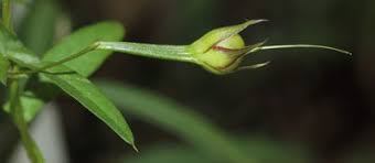 Image result for Xenostegia alatipes