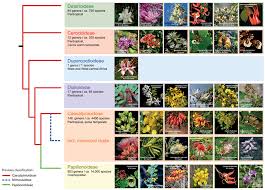 Image result for Fabaceae subfamily Mimosoideae