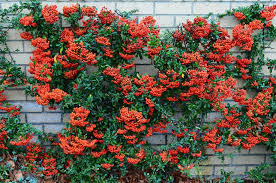 Resultado de imagen de piracanta