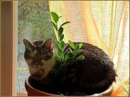 3 Astuces Pour Empecher Votre Chat De Jouer Avec Vos Plantes Eloigner Les Chats Son Chat Comment Eloigner Les Chats