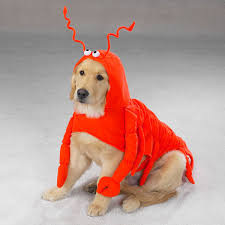 Large) i wore this costume as sebastian the crab in a the little mermaid group costume. Lobster Dog Halloween Costume By Casual Canin Baxterboo