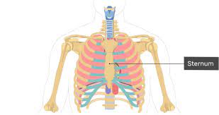 The area just under the bottom part of the rib cage is the abdomen and not the chest cavity as is commonly thought. The Location Size And Shape Of The Heart