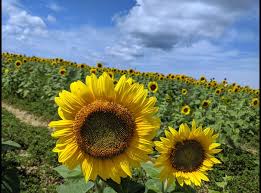 6 #8 of 9 things to do in mattituck. North Fork Sunflower Maze Mattituck Ny Video North Fork Long Island Ny Trip Day Trip