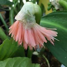 Image result for Scadoxus