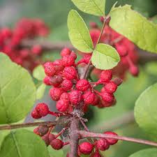 Image result for Zanthoxylum