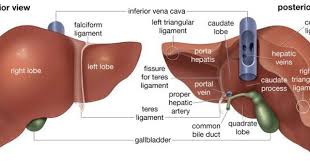 Amazing Herbs To Improve Liver Functions Ayurveda And Yoga Liver Anatomy Anatomy Enlarged Liver