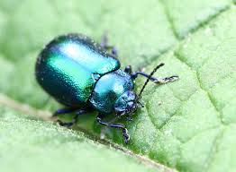 Image result for Chrysochloa