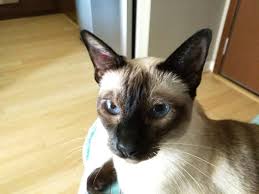 Depending on the underlying cause of the loss, there may be various other symptoms observed, including those that do not appear related to the hair loss. My Cat Has Neck Scabs Bechewy