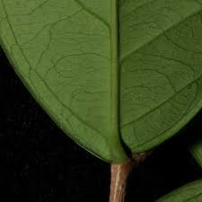 Image result for Brazzeia