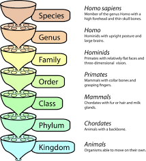 Classification Of Living Things Ck 12 Foundation