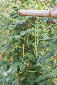 Beans that grow on trees. Yard Long Bean Yard Long Bean Trees Long Bean Garden Growing Stock Photo Picture And Royalty Free Image Image 75608171