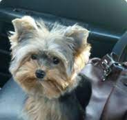 Parti yorkie puppies for sale california. Yorkie Puppies For Sale Tiny Yorkie Kisses