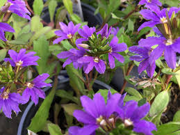 Maybe you would like to learn more about one of these? Blue Wonder Fan Flower Southwest Nursery Wholesale Landscaping Supplies Dallas Fort Worth