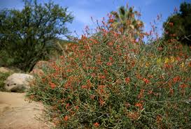 Image result for Justicia capensis