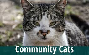 They all gave such kind and expert care helping our daughter's furbabies prepare for a big move, even when our munchkins tried. Veterinary Care Resources Purrfect Pals