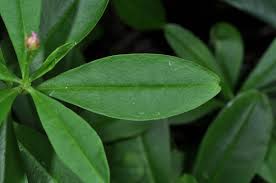 Image result for Talinum fruticosum