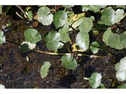 Image result for Hydrocotyle ranunculoides