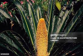Image result for Cycadaceae