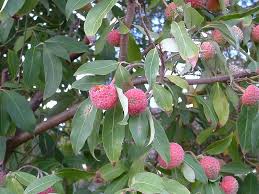 The vibrant flesh tastes an elongated red berry that grows on a small bushy, tree. Strawberry Dogwood Weedbusters