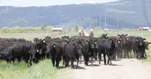Black Angus Calves For Sale Near Me 700 Black Angus Bred Heifers Idaho Cattle For Sale Horses For Sale Farm Yard