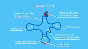 We did not find results for: Rna Aufbau Arten Und Funktionsweise Mit Video Mit Video
