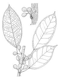 Image result for Ficus ottoniifolia