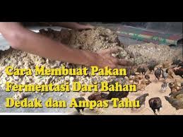 Setelah semua terlarut, lalu siramkan pada dedak tadi. Membuat Fermentasi Pakan Ayam Bernutrisi Dari Bahan Dedak Dan Ampas Tahu Youtube