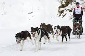 See full list on petguide.com Alaskan Husky