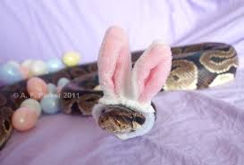 Image result for snake with hat