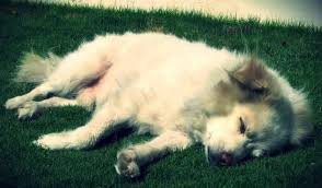 Leave a reply cancel reply. 200 Best Indian Dog Names For 2021 The Dogs Journal