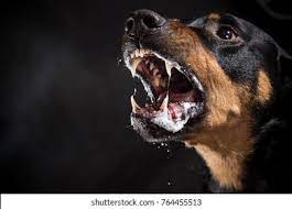 7,652 Mad Dog Images, Stock Photos, 3D objects, & Vectors | Shutterstock