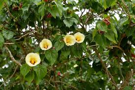 Image result for Thespesia populneoides