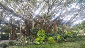 Maybe you would like to learn more about one of these? Banyan Tree Cypress Gardens Fl Inside Legoland Marijuanaenthusiasts