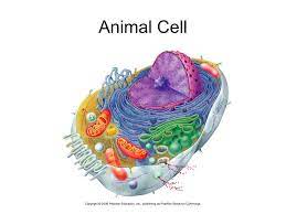 Check spelling or type a new query. Cell Structure Revision Animalplant Animal Cell Ppt Download