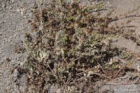 Image result for Scytopetalum pierreanum