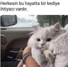 Sarilmak Istiyorum Komik Hayvan Hayvan Mizahi Evcil Hayvanlar