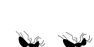 We deliver personal service and expertise to your home or business. Pest Control Exterminator Services Western Pest Services