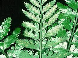 Image result for Asplenium lambinonii
