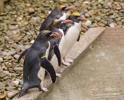 Macaroni penguins on the hunt dive anywhere from 15 to 70 metres (49 to 229 feet) but have been recorded as going as deep as 100 metres (330 feet). Macaroni Penguins Fun Facts And Information For Kids
