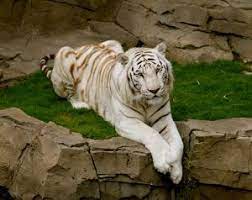 Busch Gardens A Little More Then A Zoo Busch Gardens Zoo Animals Busch Gardens Tampa Bay