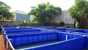 Ternyata Mudah Lho Cara Membuat Kolam Terpal Untuk Ternak Lele