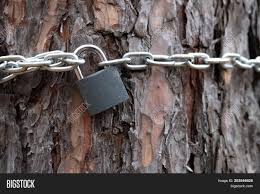 A chain attached to a lock, used to fasten a bicycle: Chain Wrapped Around Image Photo Free Trial Bigstock