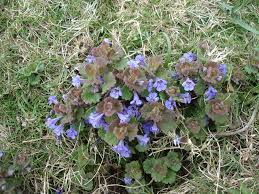 Ground ivy with white flowers. Ground Ivy Creeping Charlie Northeast Ohio Lawn Weeds