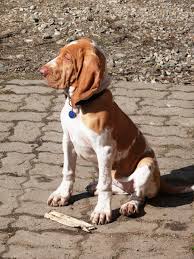 Image result for italský krátkosrstý ohař