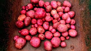 Not many red skin varieties work well for frying, but this one is perfect to do the trick! Harvesting Red Norland Potatoes From Raised Bed Youtube
