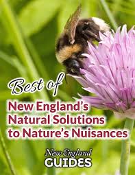 Pet flea & tick control. Best Of New England Natural Solutions To Nature S Nuisances