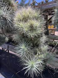 Image result for Heteromorpha