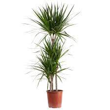 Alles zu standort, pflege, gießen, krankheiten und sorten. Gerandeter Drachenbaum Dracaena Marginata Kaufland De